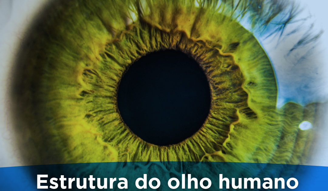 estrutura do olho humano